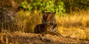 Amazing tiger in the nature habitat. Tiger pose during the golde