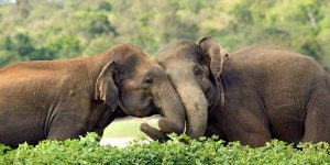 asian-elephant-2